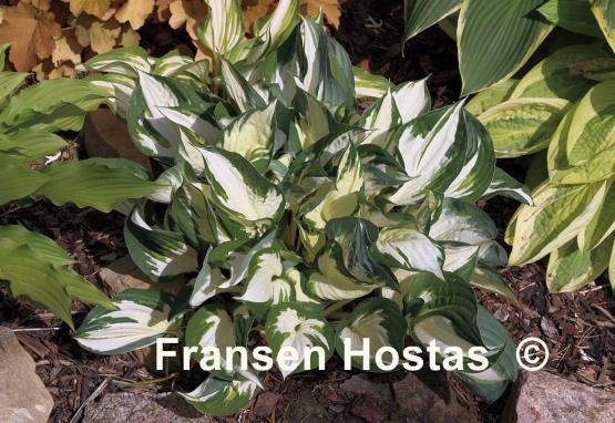 Hosta Fire and Ice